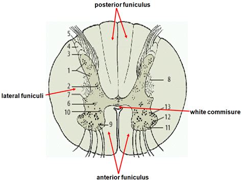 Mbbs Medicine Humanity First Anatomy Of Spinal Cord
