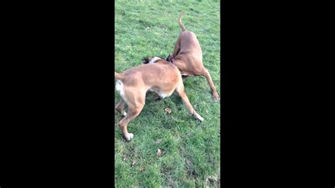 Boxer Dogs Playing Rough Youtube
