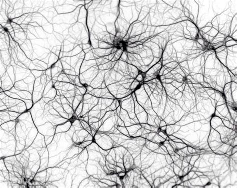 Neuron Wallpapers Top Free Neuron Backgrounds Wallpaperaccess