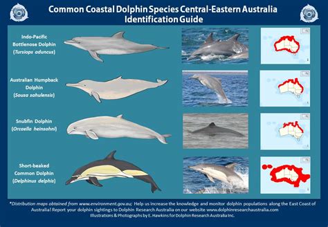 Dolphin Identification Guide Dolphin Research Australiaorg
