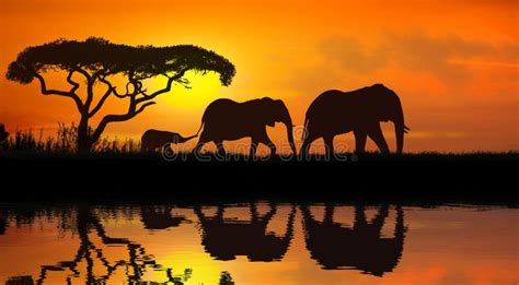 Elephant Silhouette Sunset