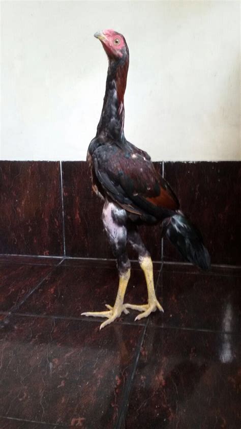 My Rooster Animais Galo Indio Gigante