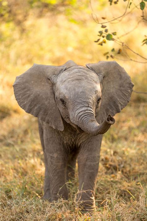 An Elephant Calf Not Only Approachable But Also So Cute Photo Taken
