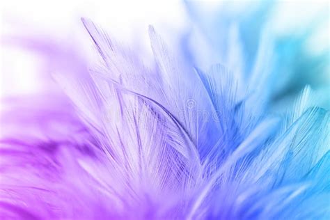 Pastel Colored Of Chicken Feathers In Soft And Blur Style Stock Photo