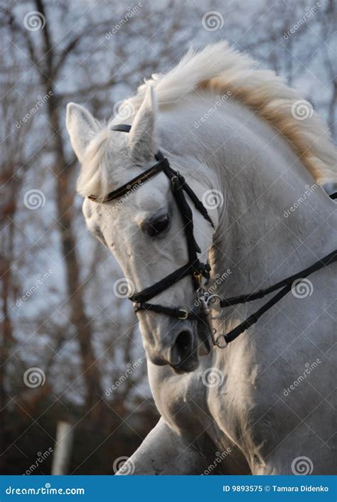 Horse Portrait In Motion Stock Image Image Of Riding 9893575