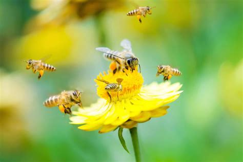 Why Its Important To Attract Bees To Your Garden