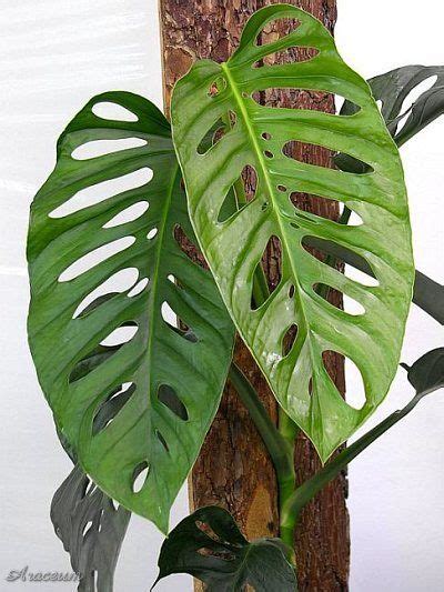 Philodendron mayoi is the only current valid name. Pin on container garden