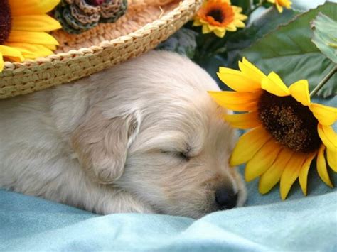 All New Wallpaper Sleeping Dog Wallpaper Cute On Pc