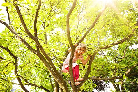 1400 Beautiful Girl Climbing Tree Stock Photos Pictures And Royalty