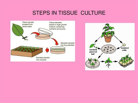 Basic Steps Of Plant Tissue Culture Idea Chocmales