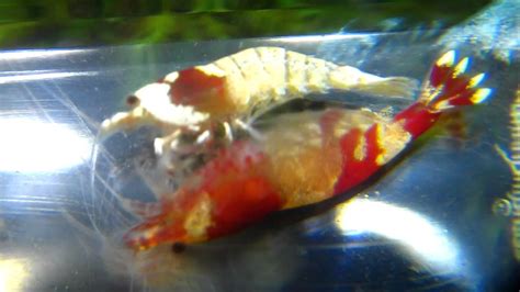 Crystal Red Shrimp With Sexual Reproduction 2 水晶蝦交配交尾 Youtube