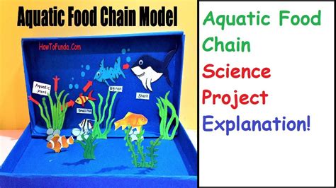 Aquatic Food Chain Explained For School Science Projects Howtofunda
