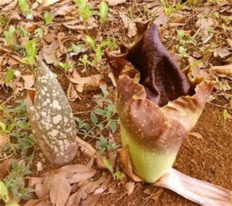 Maybe you would like to learn more about one of these? Siklus Hidup: SIKLUS HIDUP DAN MACAM-MACAM BUNGA BANGKAI