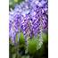 Wisteria Plant Guide Types Climate And Pruning  Australian House