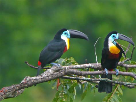 Speaking Of Hollywood Toucans