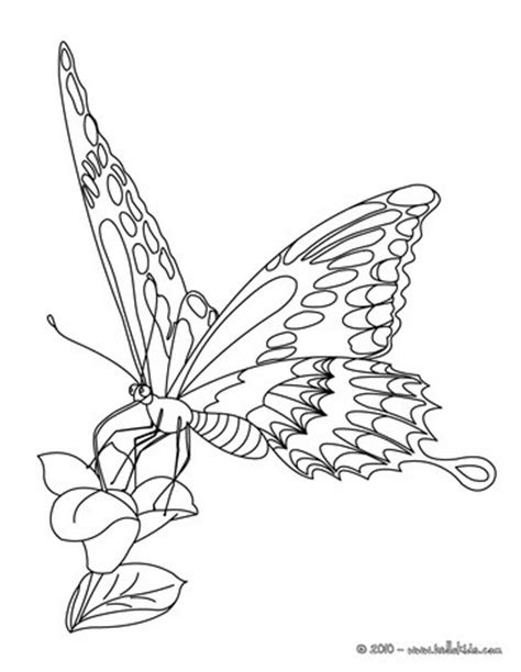 There is no reason to ever be bored with so many fun butterfly projects to work on! Download Swallowtail Butterfly coloring for free ...