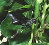 Large Black Wasp