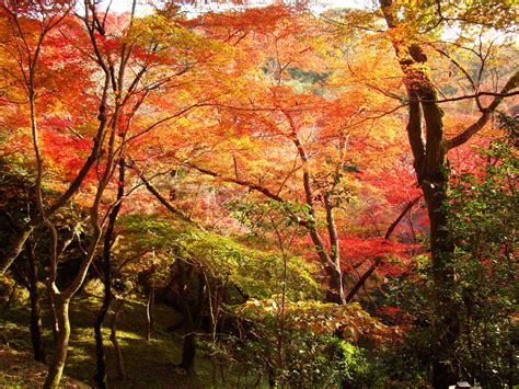 Maple Trees Autumn Leaves Kiyomizu Dera Kyoto Japan Nov 2009 108