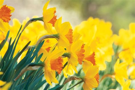 Daffodil Flowers How To Grow Narcissus Bulbs Garden Design