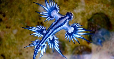 Captivating Blue Dragon Washes Up In Australia Discovery Blog Discovery