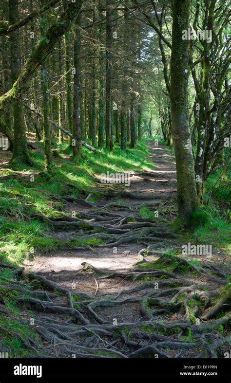 A Dappled Sunlit Path Through Woodland Trees Stock Photo Alamy