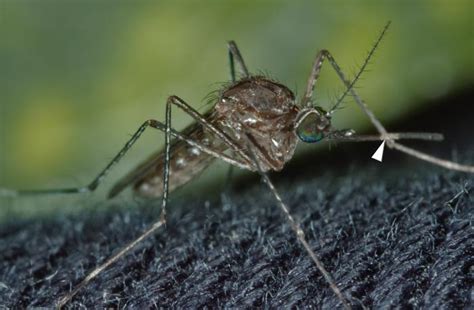 Encephalitis Mosquitoes Napa County Mosquito Abatement District