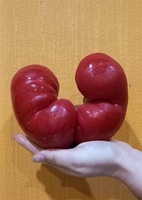 this absolute unit of tomato a friend was growing them in their garden and offered me this