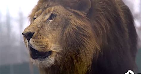 Lion Kills Zoo Intern In North Carolina