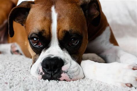 Boxer Head Bobbing Or Tremors Causes And What To Do Boxer Dog Diaries