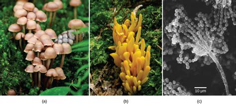 Characteristics Of Fungi Boundless Biology