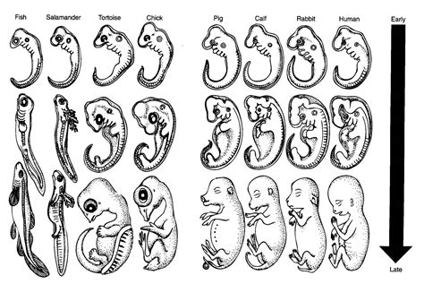 Evidences Comparative Embryology Evolution Explained
