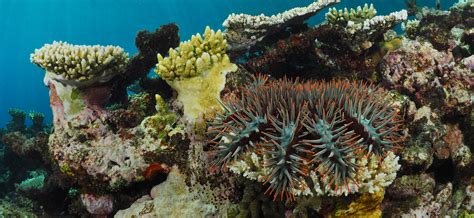 Causes Of Crown Of Thorns Starfish Outbreaks Aims