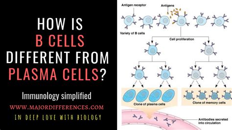 Difference Between B Cells And Plasma Cells B Cells Vs Plasma Cells