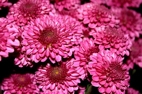 Free Picture Chrysanthemums Flower Magenta Color