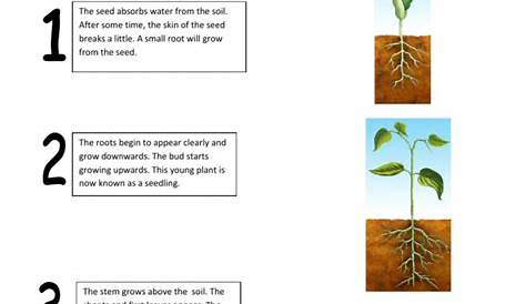 Germinating Seeds Worksheets | 99Worksheets