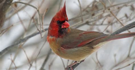 A Rare Bird Indeed A Cardinal Thats Half Male Half Female The New