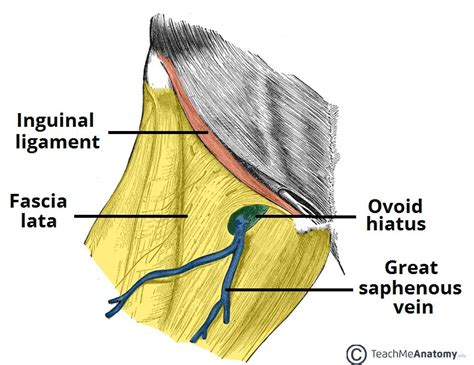 The Fascia Lata Structure Iliotibial Tract TeachMeAnatomy