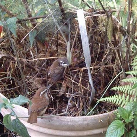 Do Wrens Make Nests In Flower Pots Diy Seattle