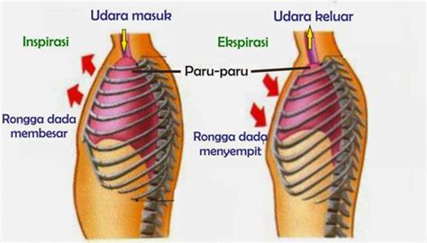 Pernapasan terjadi secara sadar contohnya ketika kita melakukan latihan otot yang berfungsi dalam pernapasan perut ialah otot diafragma dan otot dinding rongga perut. Mekanisme Pernafasan Manusia Beserta Proses dan Jenisnya ...