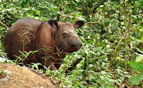 Maybe you would like to learn more about one of these? Harimau Jawa: Masih Ada atau Sudah Punah?