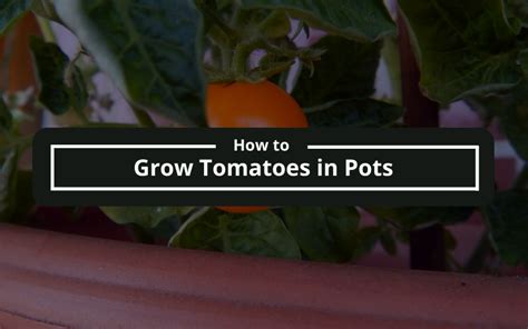 How To Grow Tomatoes In Pots A Step By Step Guide