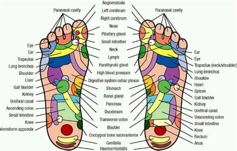 100 Online Free E Course With David Avocado Wolfe Foot Reflexology