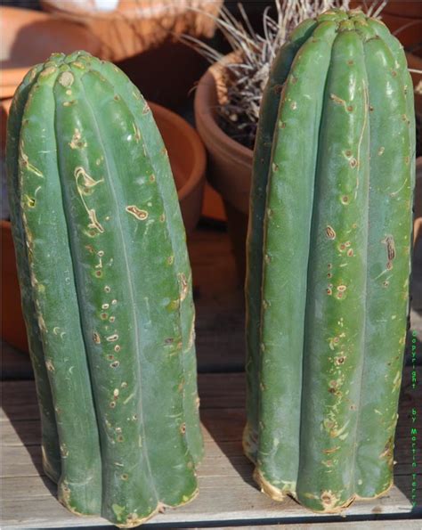 Ogunbodede´s Pachanoi Cacti And Succulents The Corroboree