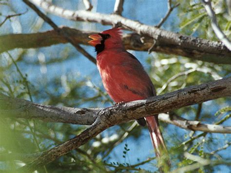 The Life Of Sweet Birds Cardinal Red Birds