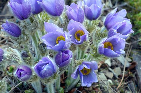 Pasque Flower Gems For The Alpine Garden Alpine Garden Society