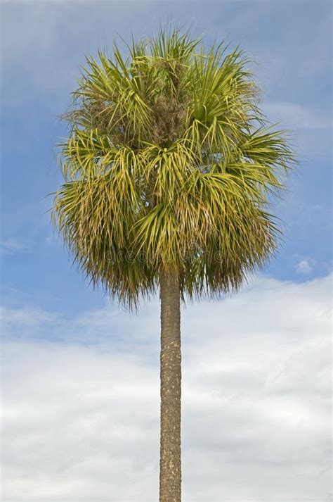 Single Palm Tree Stock Image Image Of Sunny Plant Nature 7382669