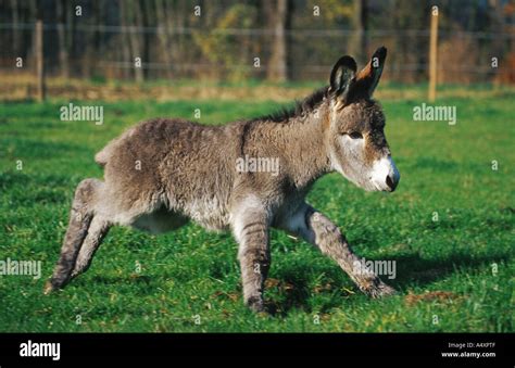 Domestic Donkey Equus Asinus F Asinus Foal Running Over Meadow