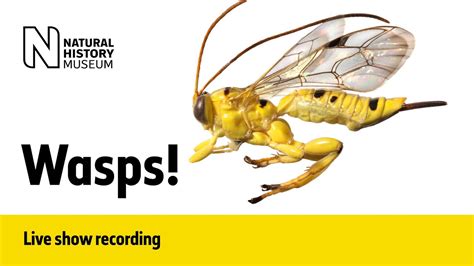 Wasps Live Talk With Nhm Scientist Youtube