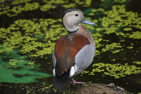 The Ringed Teal Duck Is One Of The Species You Can Find In Argentina