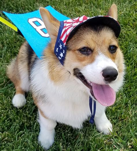 Dog Hat Patriotic Puppy Doggy Threads